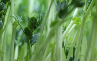 Grüne Alleskönner, Salz und Pfeffer